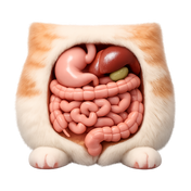 digestion-biotics-sci-3